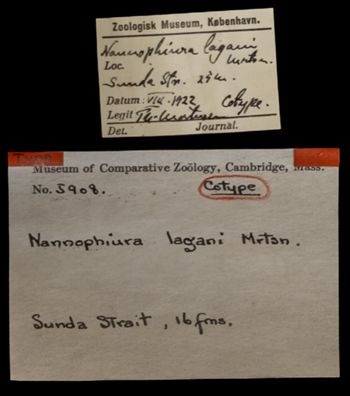 Media type: image;   Invertebrate Zoology OPH-5908 Description: Handwritten labels for this specimen included in the specimen tray.;  Aspect: labels